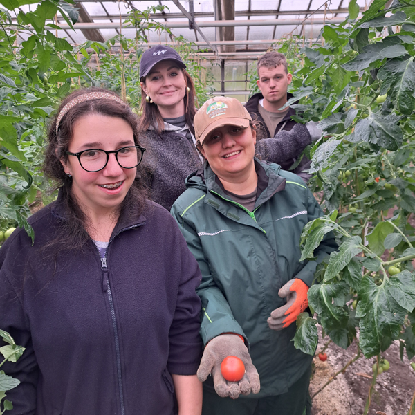 Laura-Madlein Scharpen (hinten links) erntete zusammen mit Lea Morell, Ferial Dwaik und Marvin Kessler frische Tomaten Foto: Claudia Lieberknecht